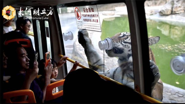 千宏财富 深山虎园“变形记”| 河南文旅产业调研行
