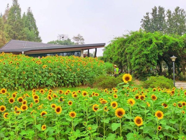 多得网 长沙十月现状！这些秋日限定美景已上线